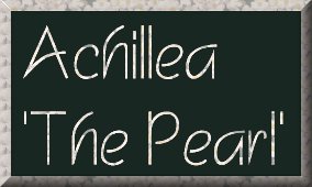 Achillea 'The Pearl'