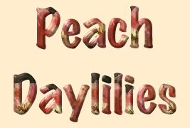 Peach Daylilies