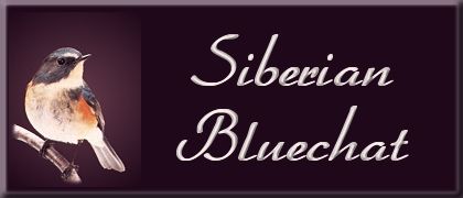 Siberian Bluechat