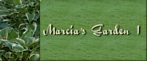 Marcia's Garden 1